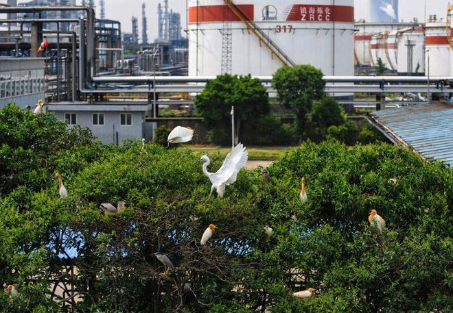 九游娱乐：全国生态环境日｜中国石化如何助力美丽中国建设？(图7)